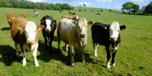 cattle 